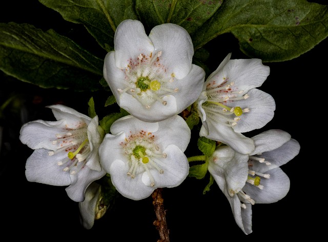 Rhododendron albiflorum - White Rhododendron 18-1218_1.jpg